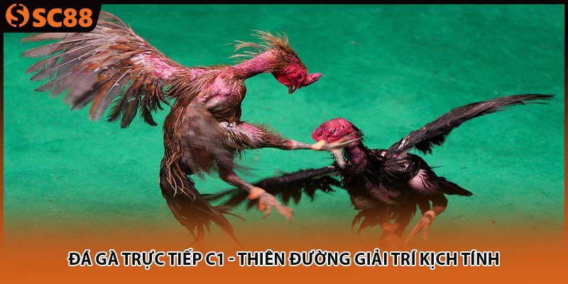 Đá Gà Trực Tiếp C1 - Thiên Đường Giải Trí Kịch Tính